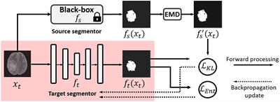 Unsupervised Black-Box Model Domain Adaptation for Brain Tumor Segmentation